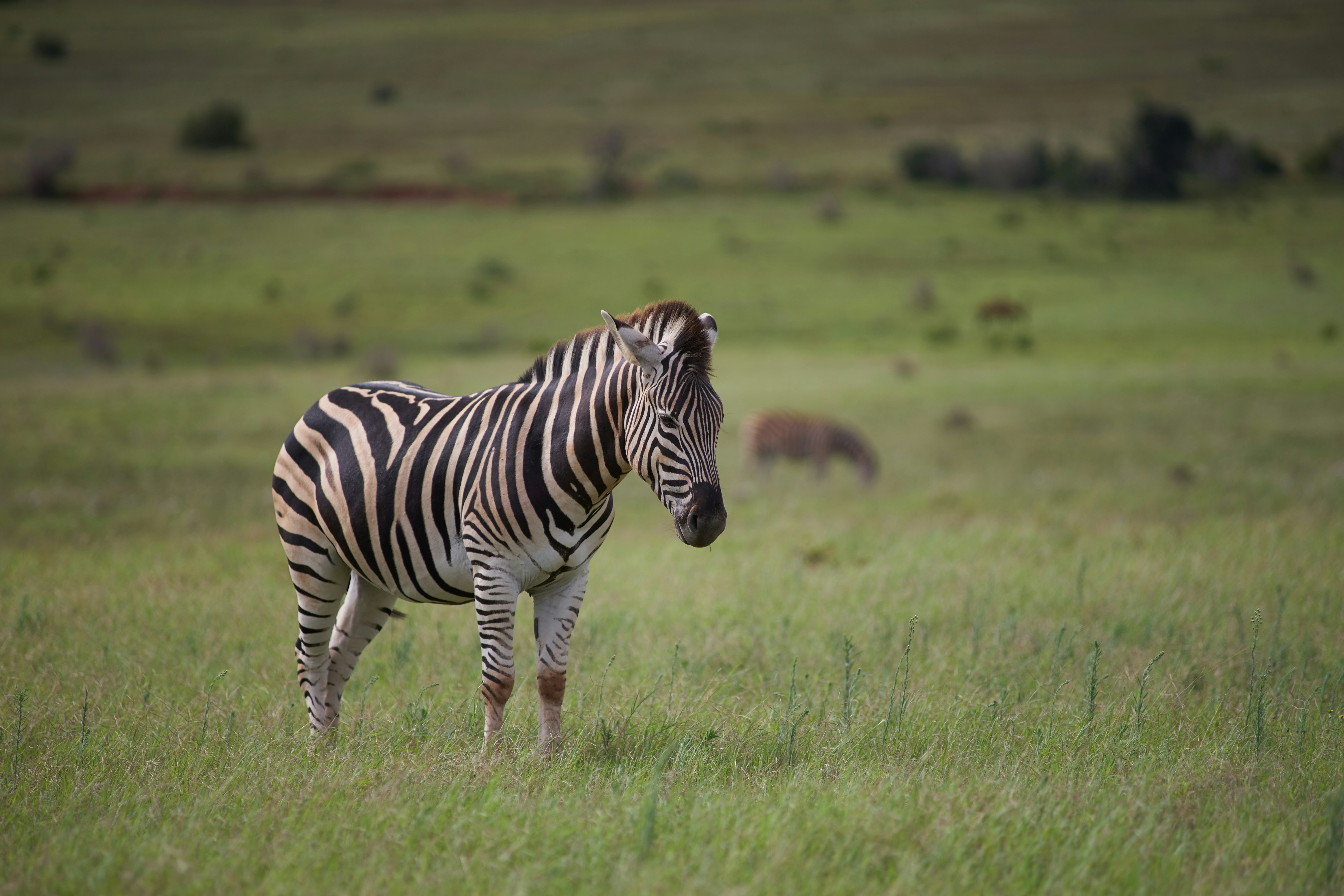 Photo by wolfgang_hasselmann