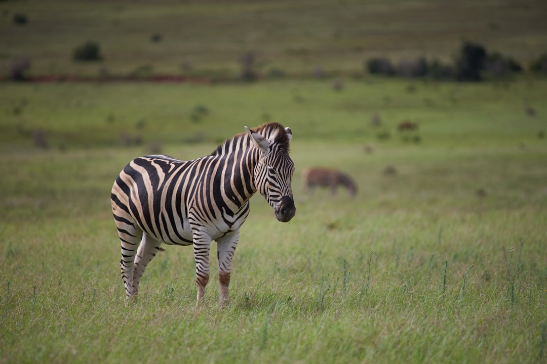 zebra on green grass field during daytime