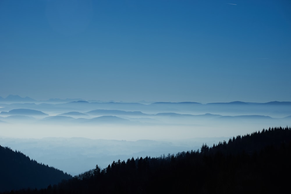 silhouette of trees under blue sky during daytime