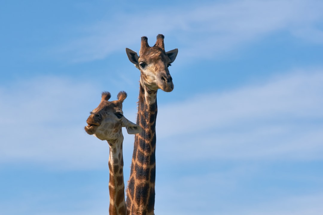 giraffe under blue sky during daytime