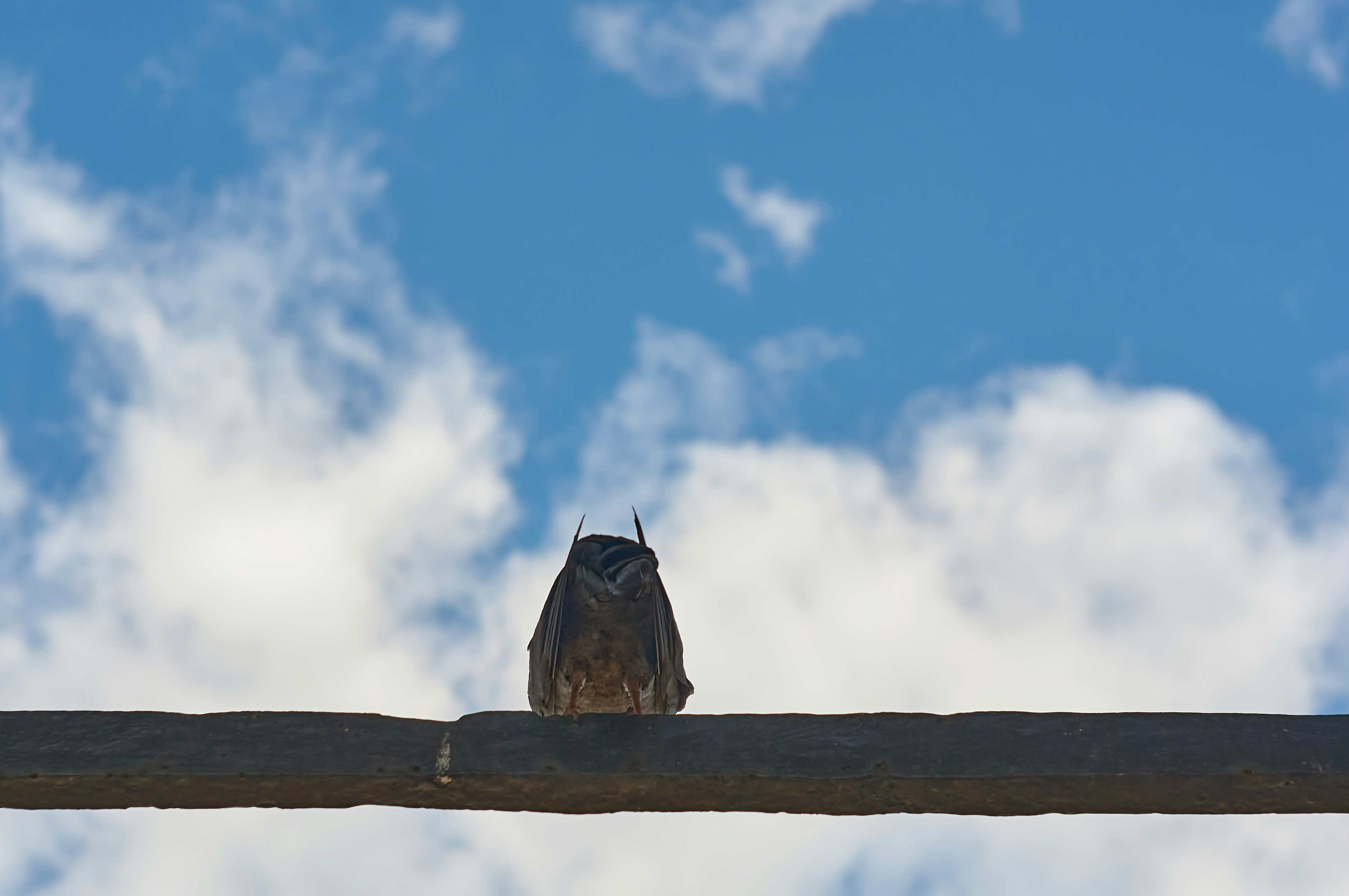 Photo by wolfgang_hasselmann