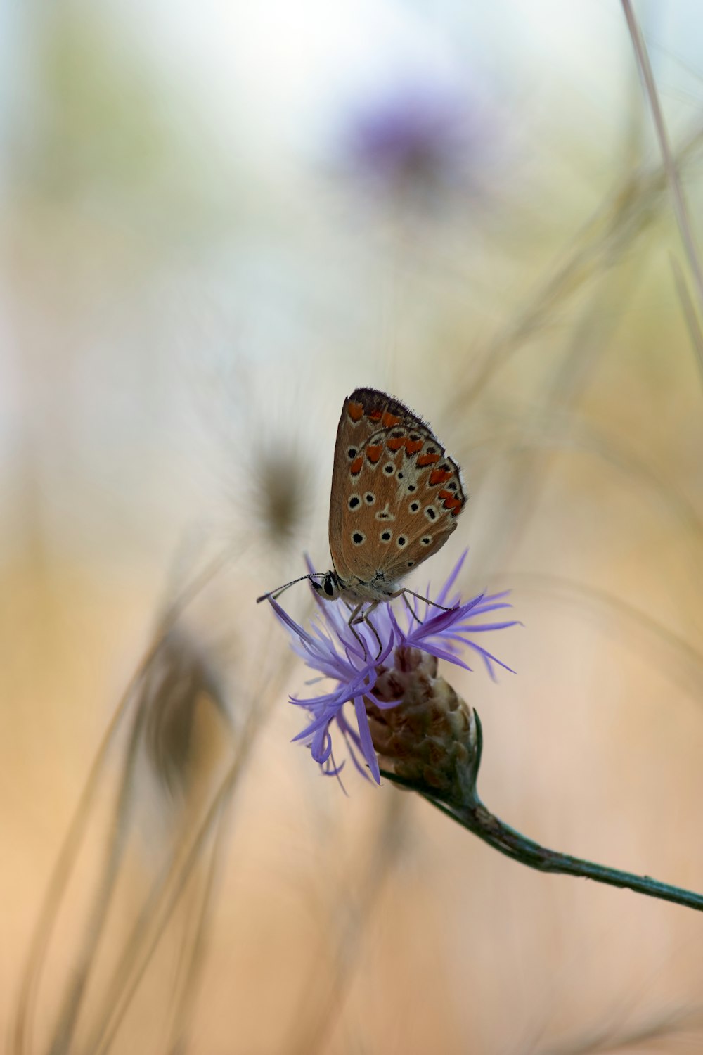 brown and white butterfly perched on purple flower in close up photography during daytime