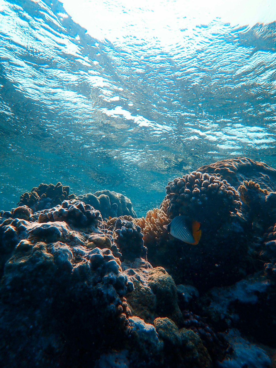 yellow and black fish in water