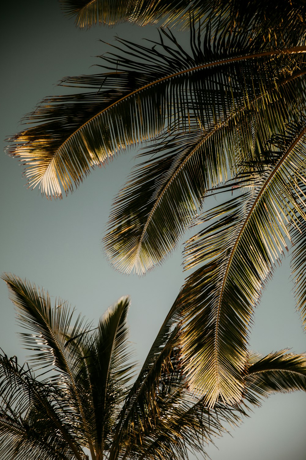 green palm tree under blue sky during daytime