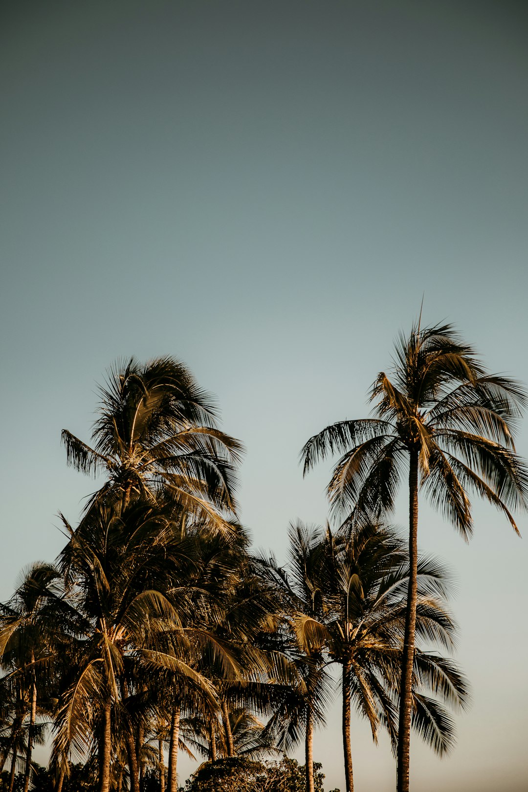 green palm tree under blue sky during daytime