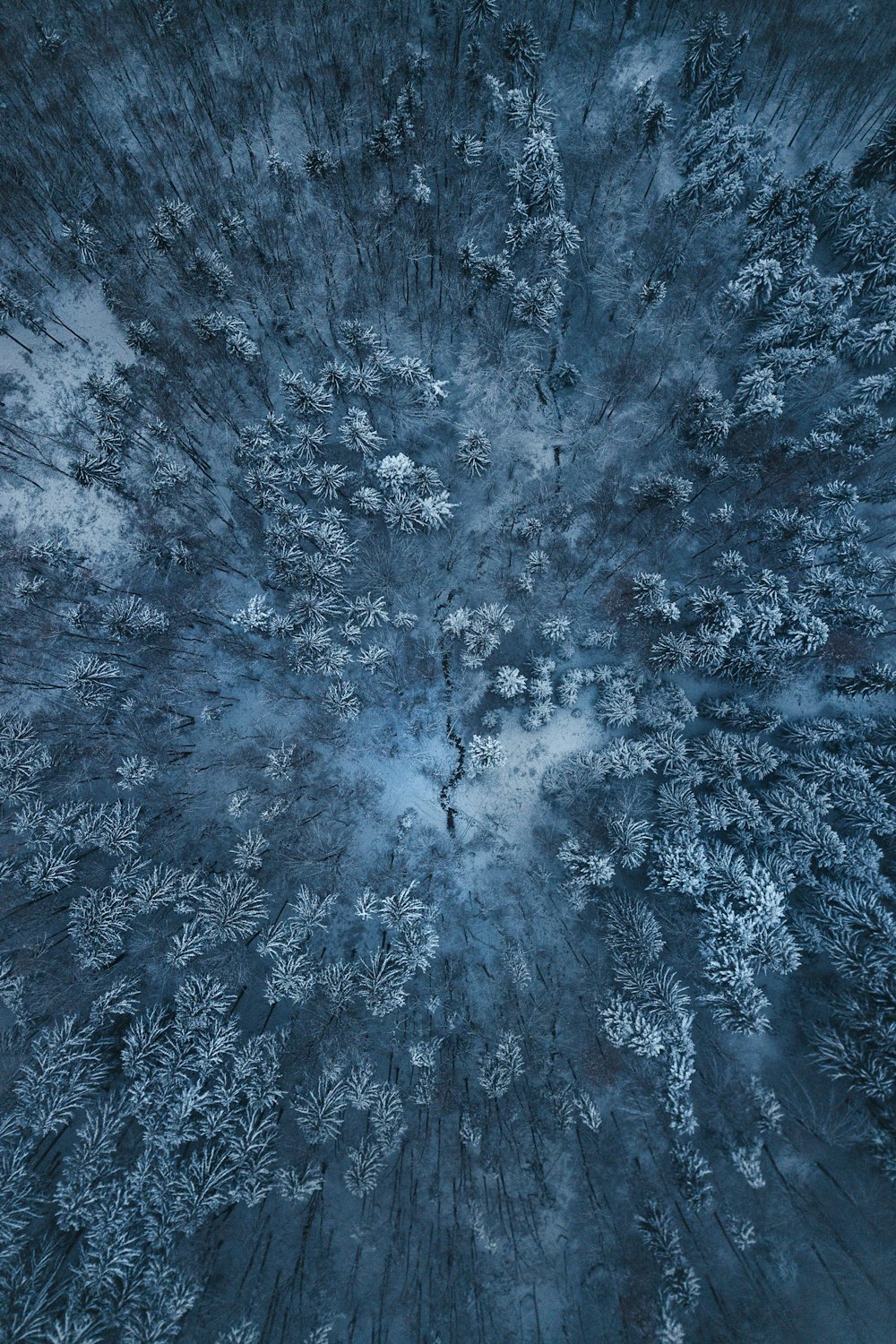 vista a volo d'uccello di alberi innevati