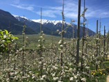 white flowers with green leaves during daytime