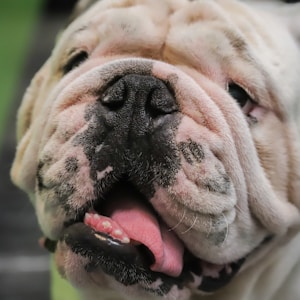 white and brown english bulldog