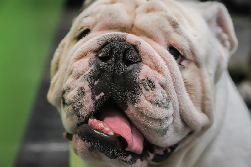 Englische Bulldogge in Berlin