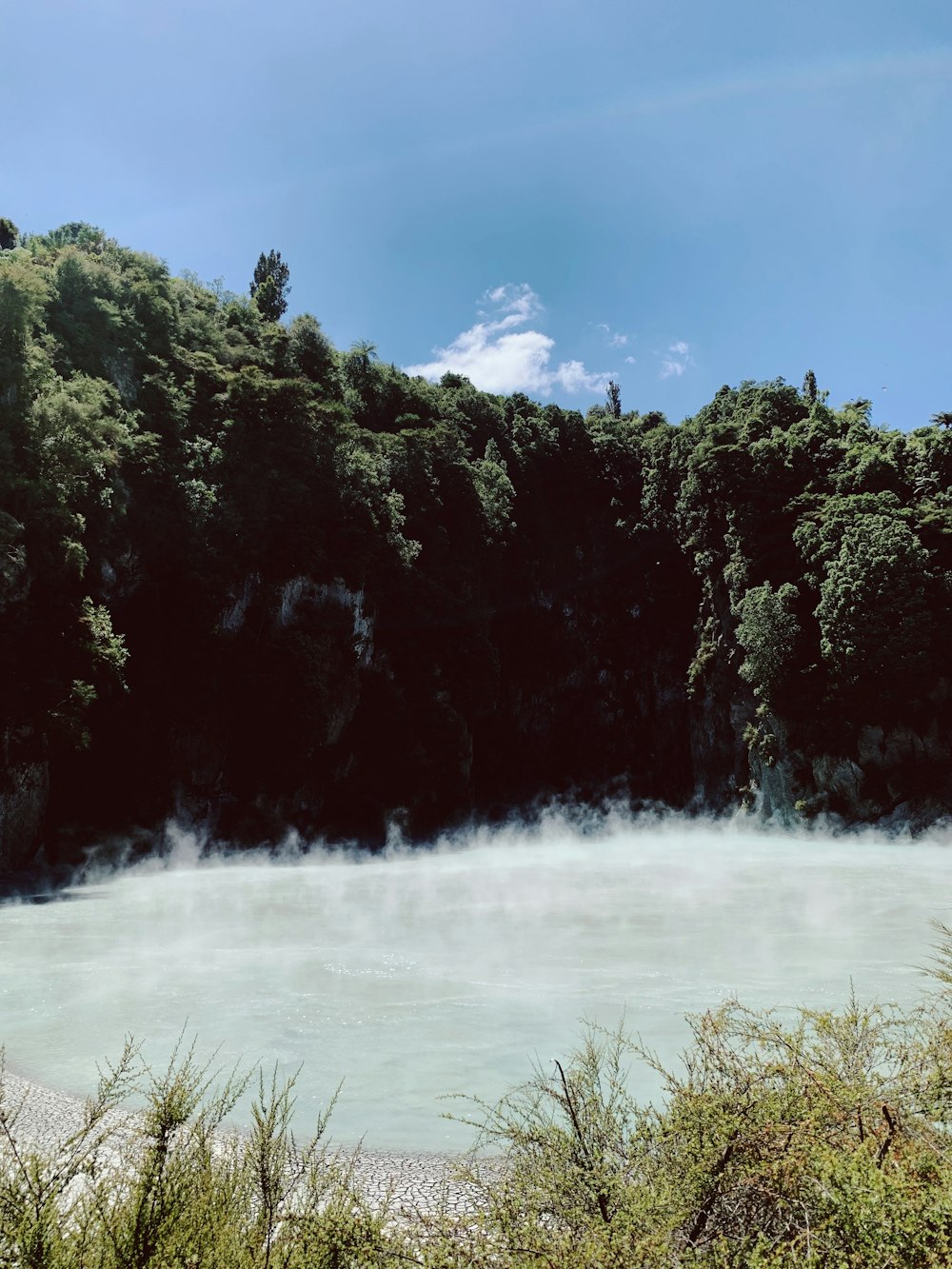 green trees near body of water during daytime