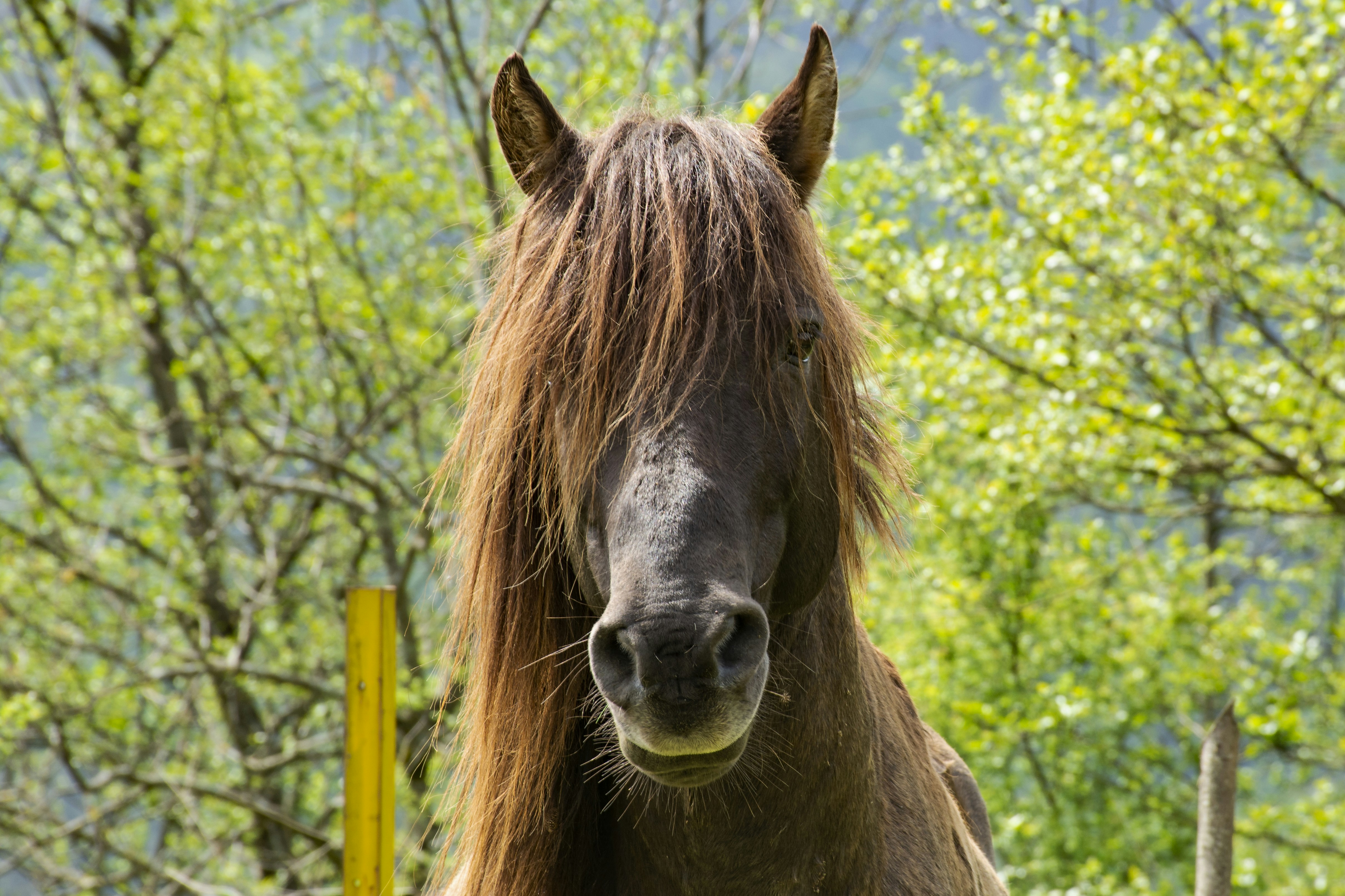 brown horse standing on blue metal fence during daytime
