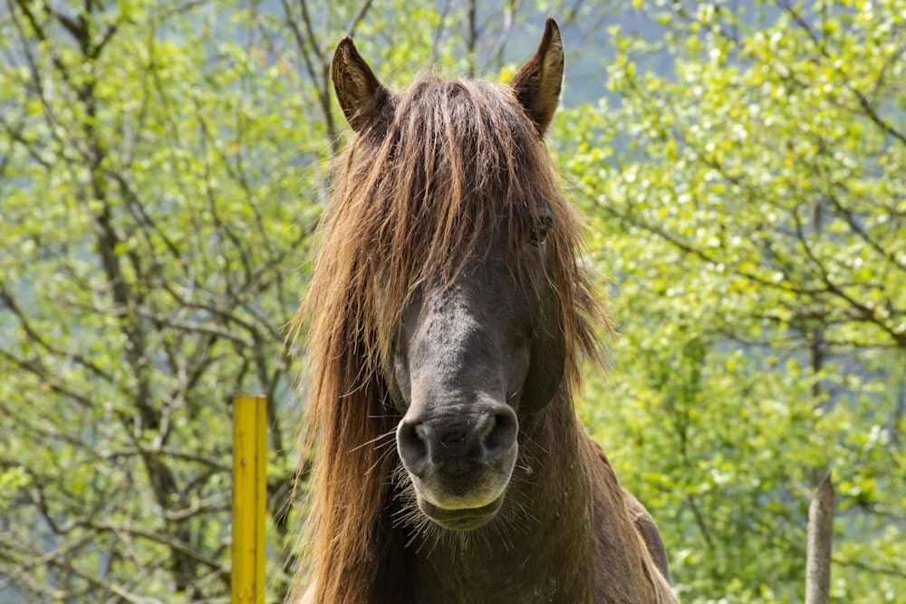 brown horse standing on blue metal fence during daytime