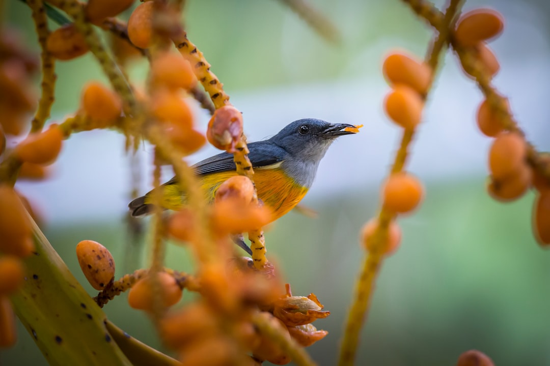 Wildlife photo spot Ao Nang Khao Lak