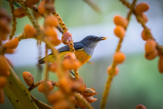 blue and yellow bird on brown tree branch in Ao Nang Thailand