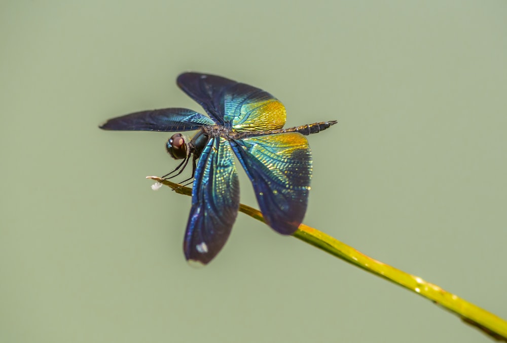 a blue dragonfly sitting on top of a green plant