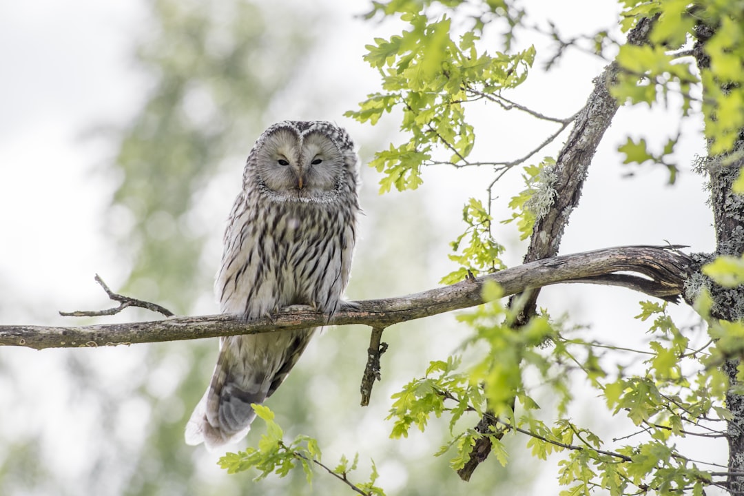 white and gray owl on tree branch during daytime
