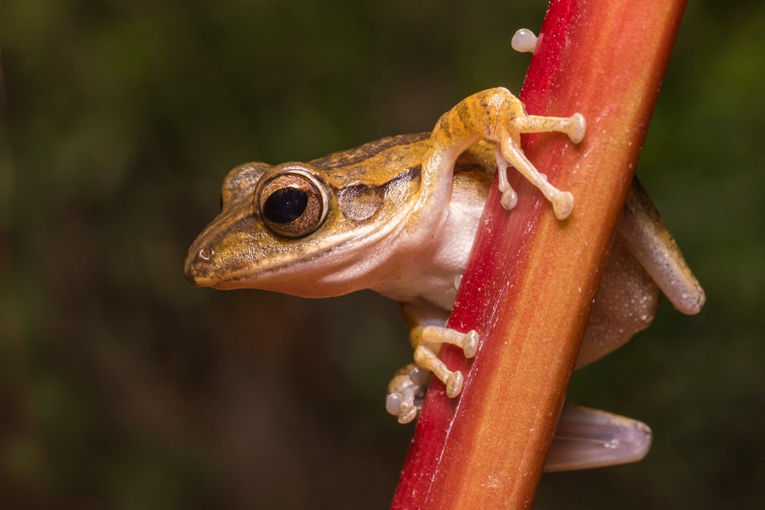 photo of Khao Lak Wildlife near Khao Sok National Park