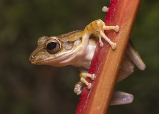 brown frog on brown wooden fence