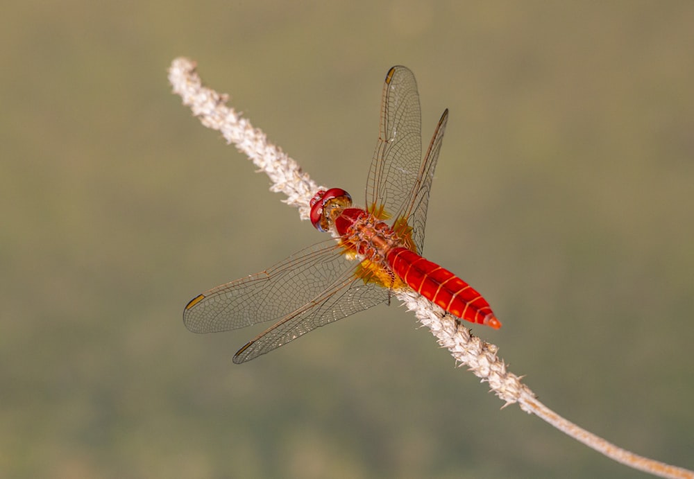 red dragonfly perched on white flower in close up photography during daytime