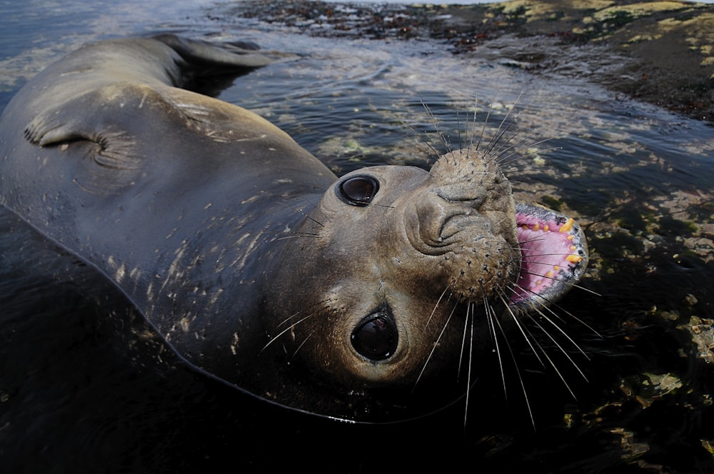 seal in water during daytime