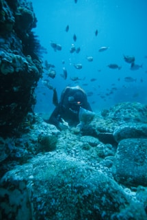 person in black wetsuit under water