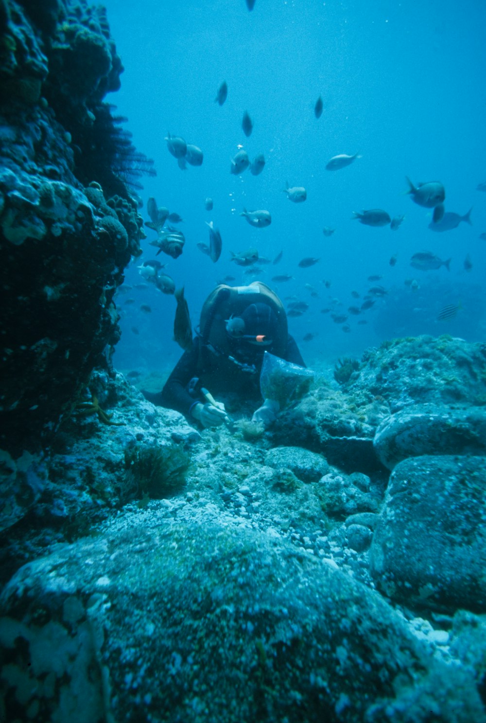 person in black wetsuit under water