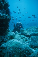 person in black wetsuit under water