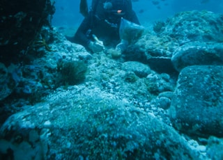 person in black wetsuit under water