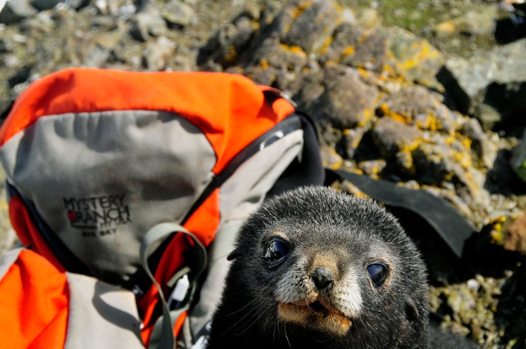 black and brown animal in red and black backpack