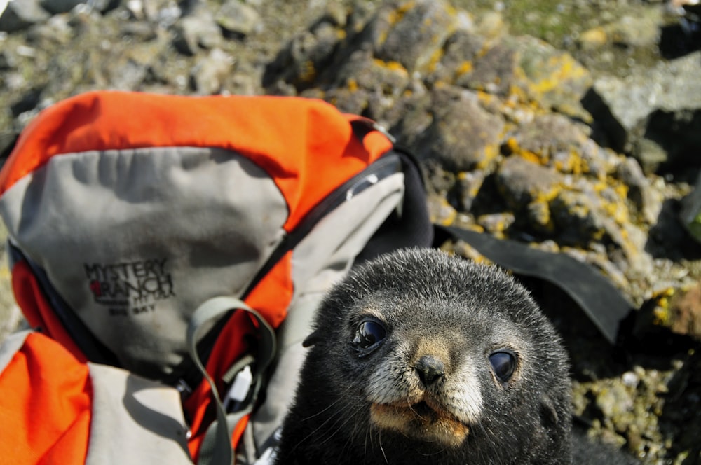 black and brown animal in red and black backpack