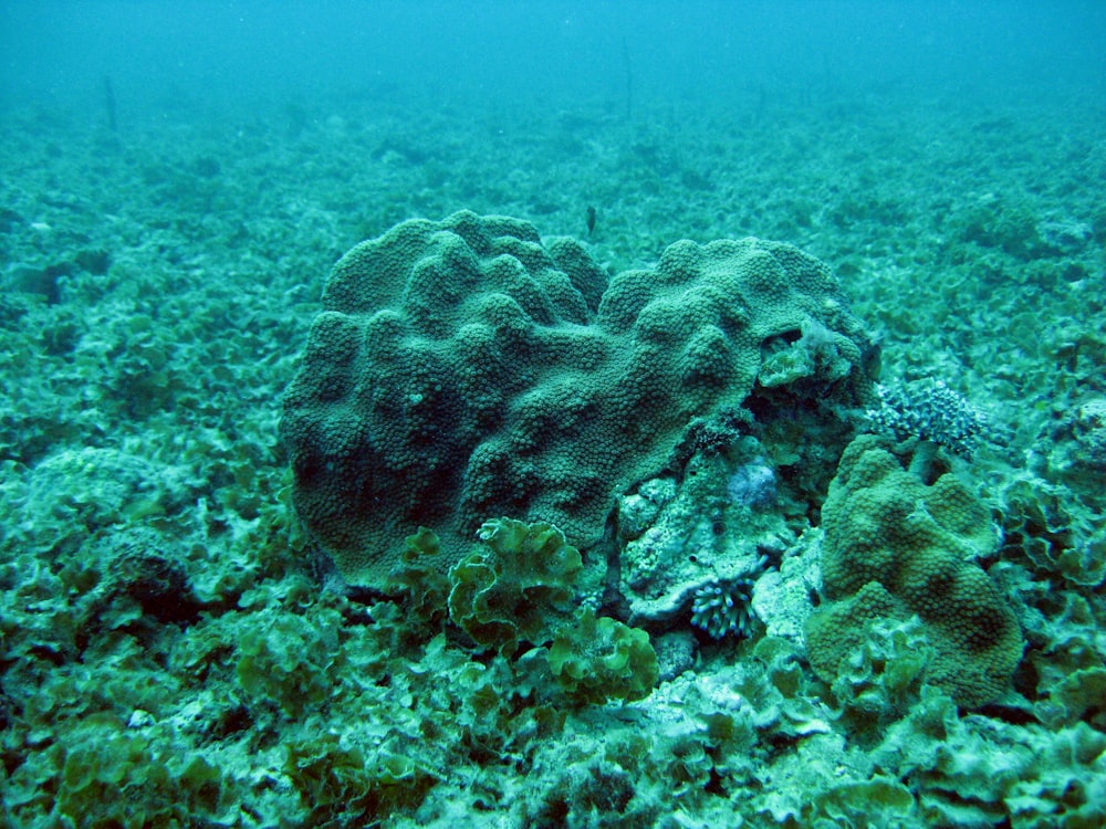 green and brown coral reef