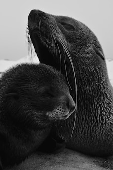 black seal on white sand during daytime