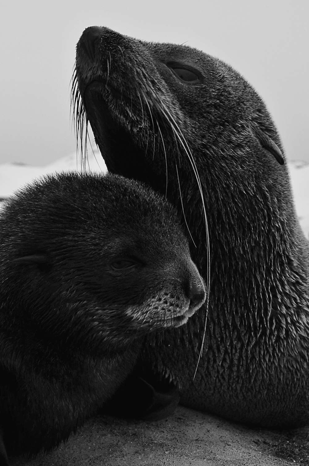 black seal on white sand during daytime