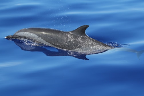 Silver dolphin emblem shining against a calm blue background.
