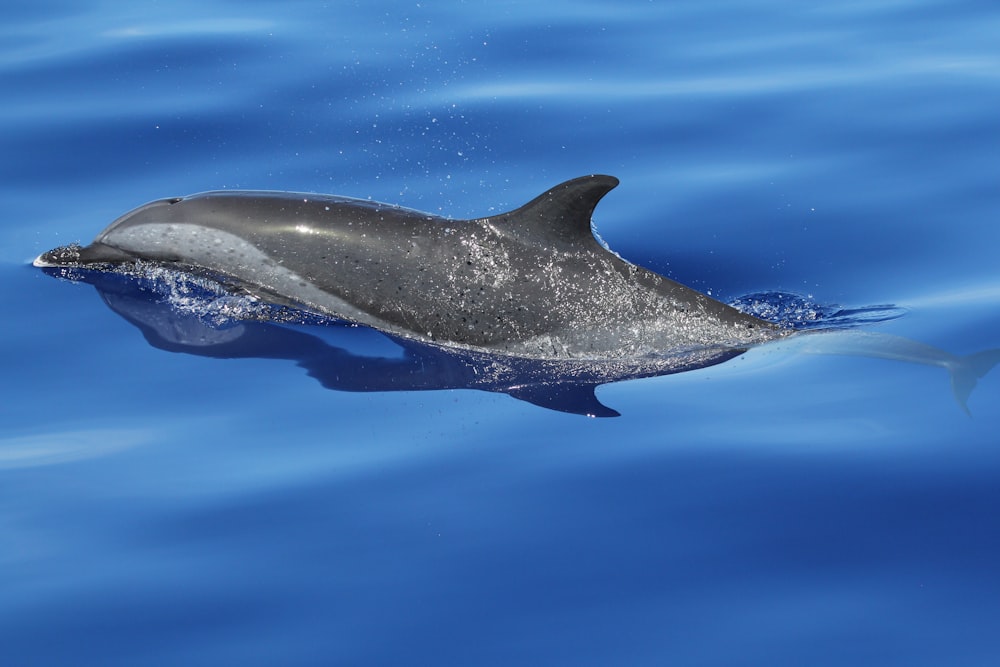 black dolphin on water during daytime