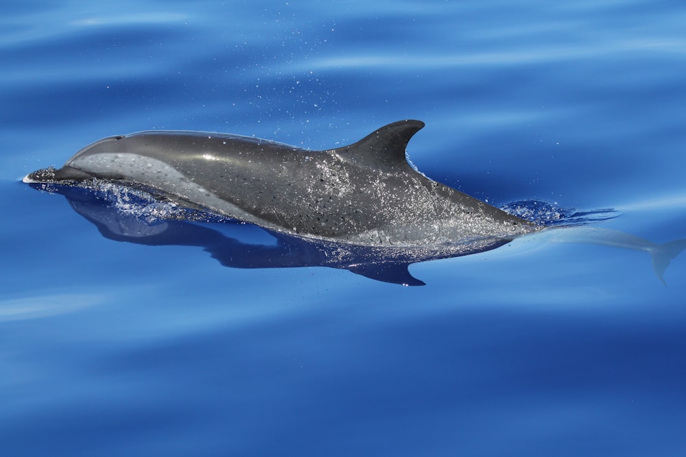 Schwarzer Delfin tagsüber auf dem Wasser