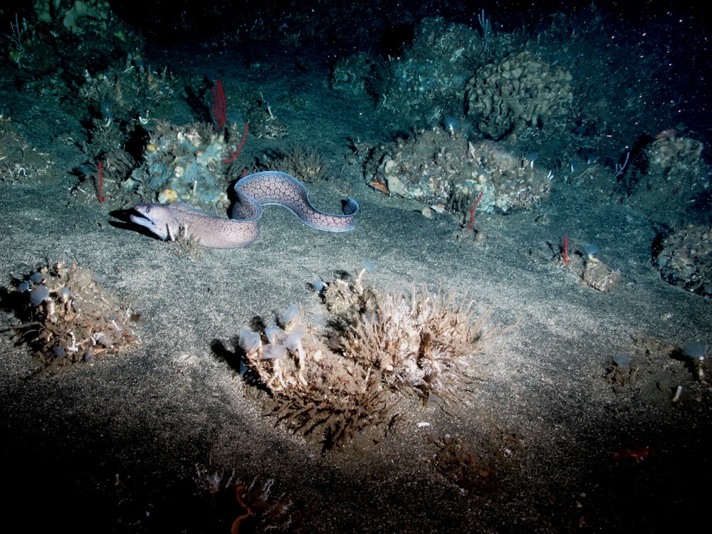 blue and white polka dot fish on coral reef