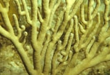 Macro shot of tiny coral branches with intricate patterns.