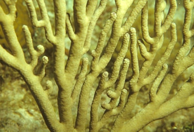 Macro shot of tiny coral branches with intricate patterns.