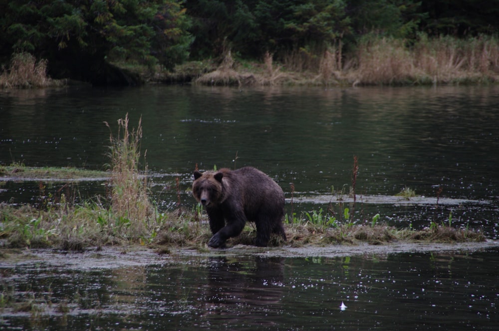 Schwarzbär tagsüber auf dem Wasser