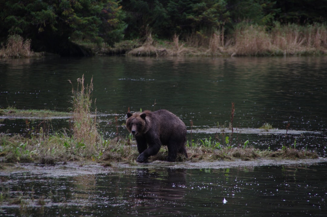 black bear on water during daytime