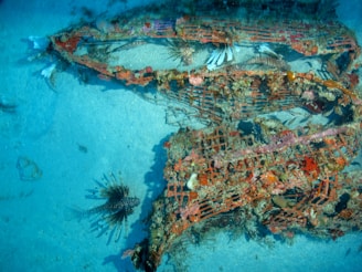 An underwater scene featuring a rusted metal structure, likely an artificial reef, covered with coral and marine life. Several lionfish with distinctive fins swim around the structure.