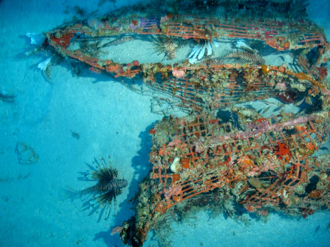 Close-up of cooling pipes integrated with marine life, illustrating eco-friendly underwater technology.