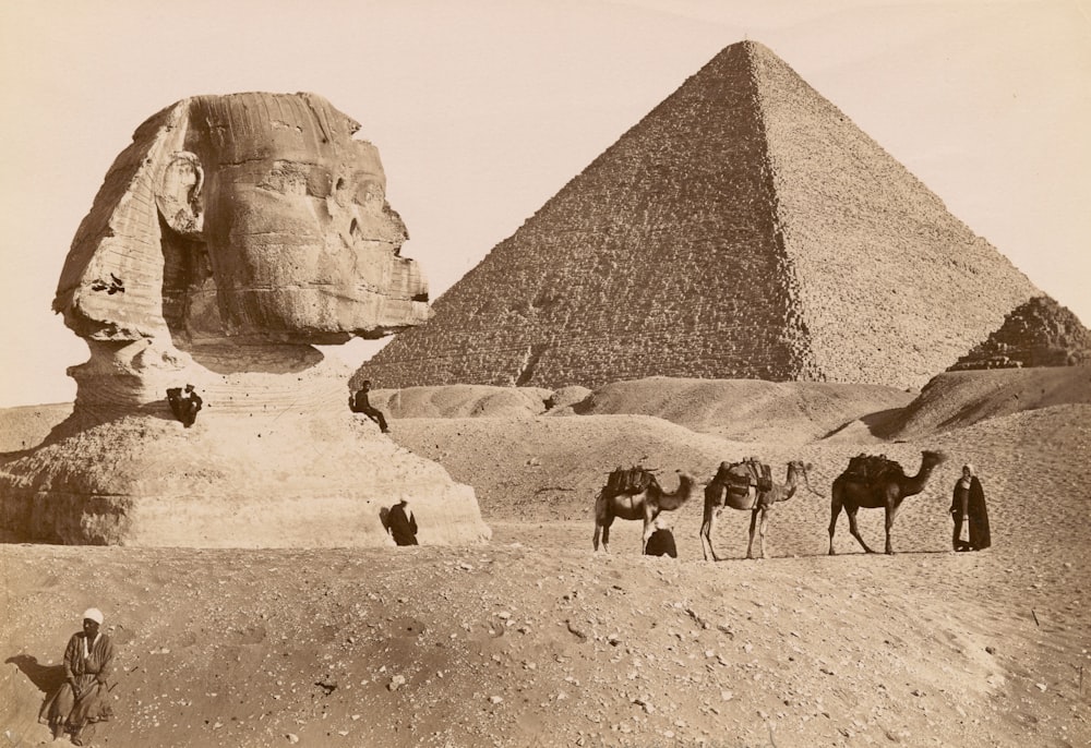 foto em tons de cinza da pirâmide e camelos no deserto 