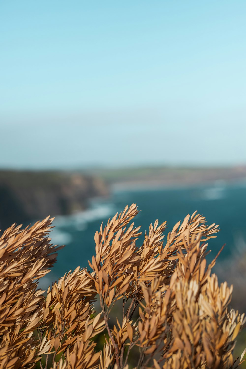 brown wheat near body of water during daytime