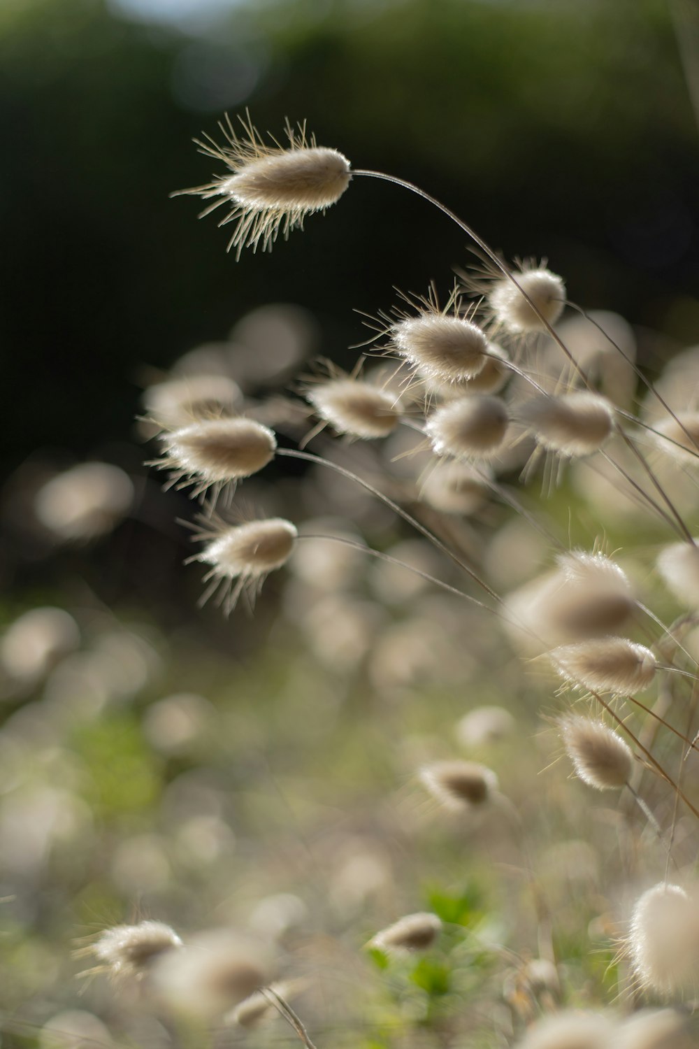 white dandelion in close up photography