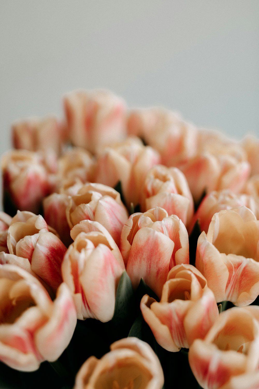 pink and white tulips in close up photography