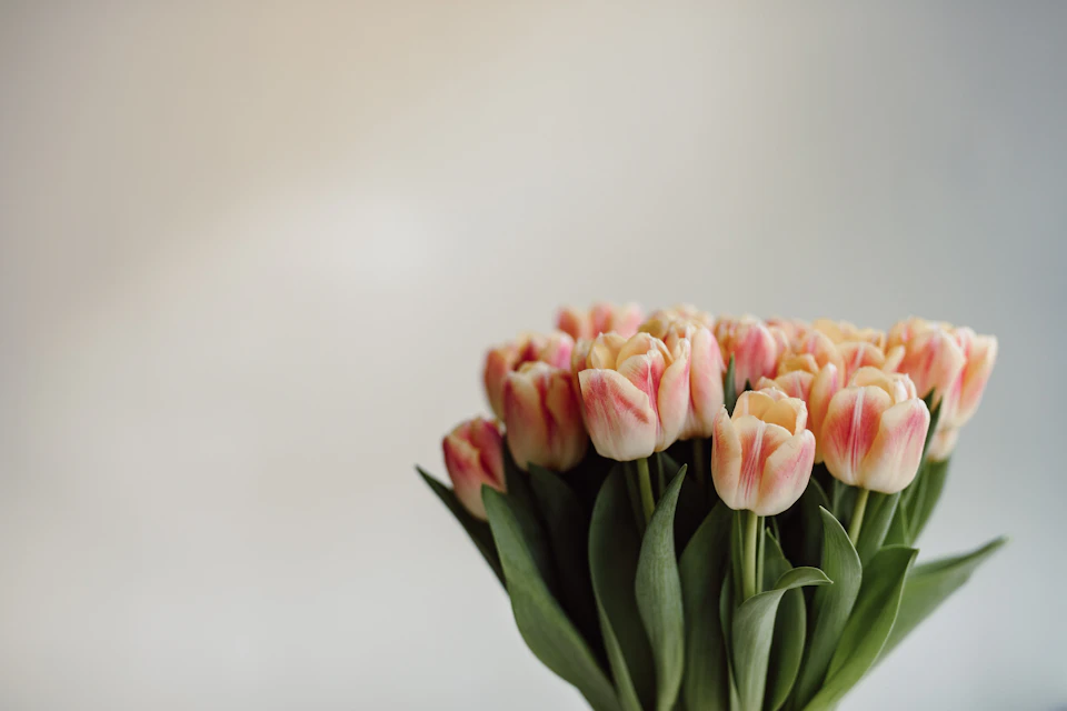 Pink and white tulips arranged in a vase on a light gray table
