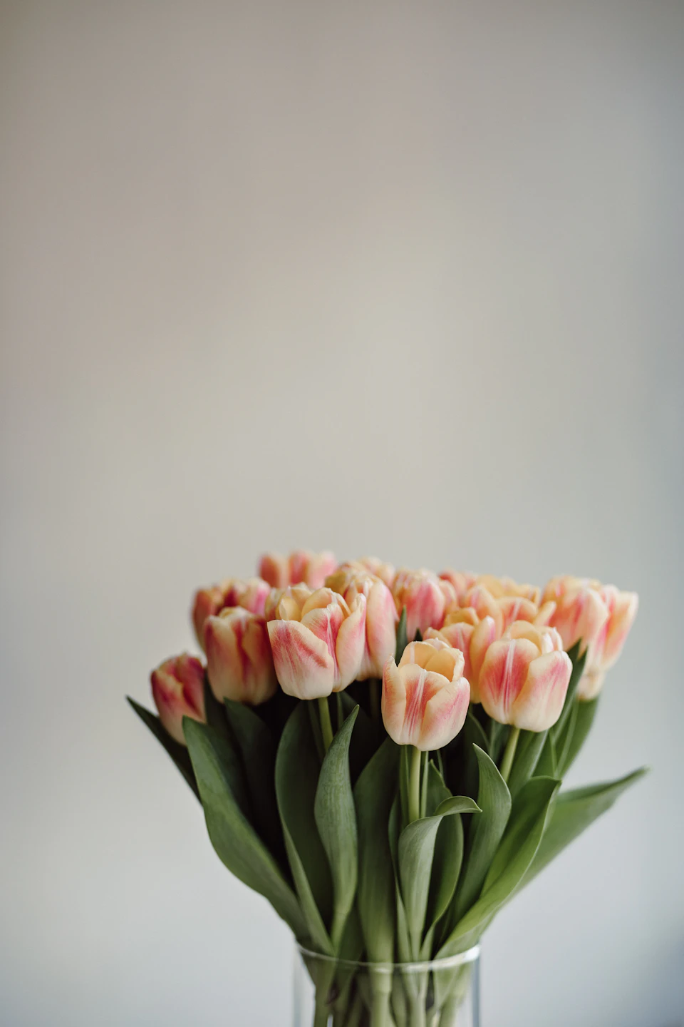 Pink and white tulips arranged in a clear glass vase on a gray table