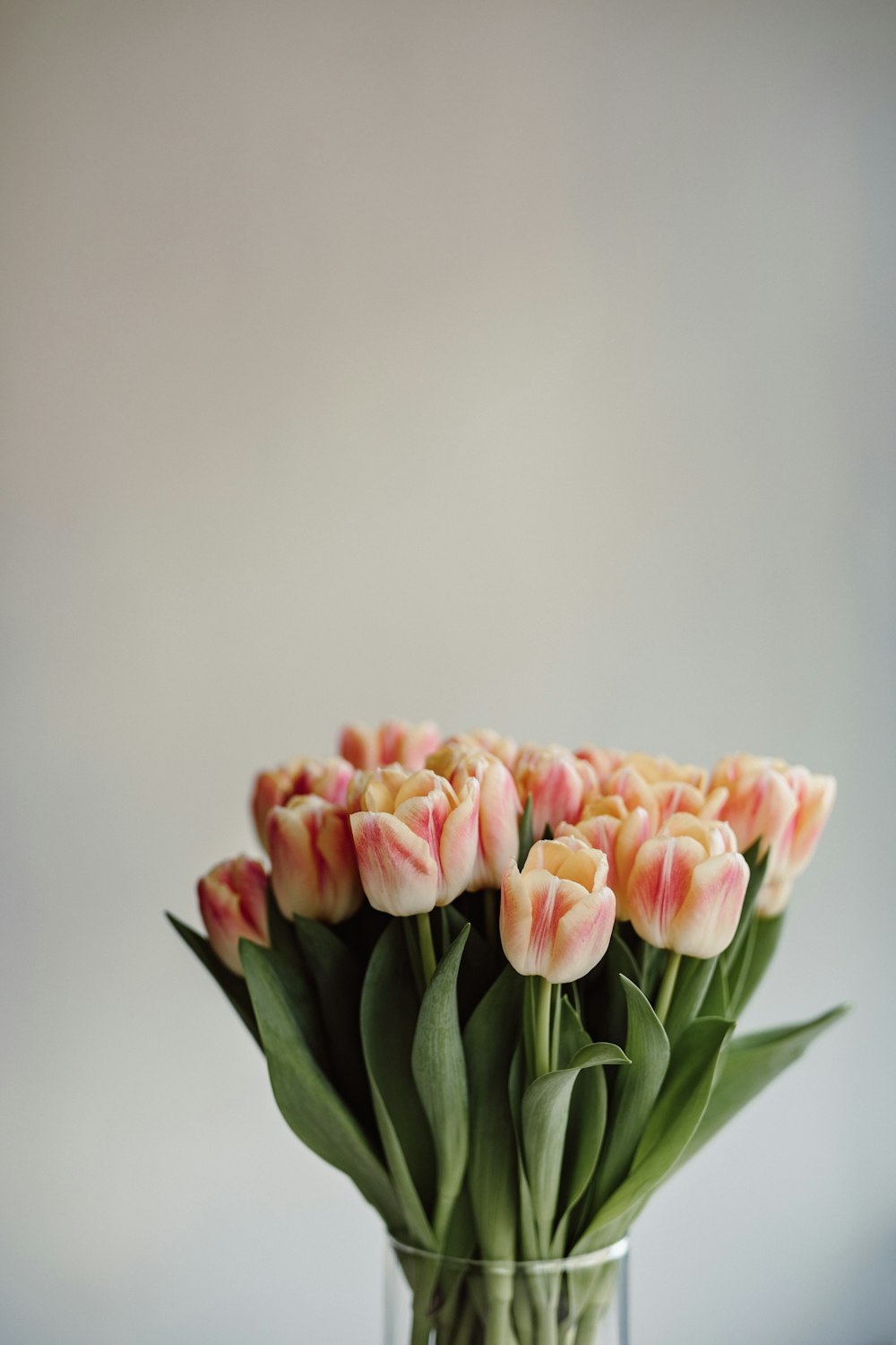 pink tulips in bloom close up photo